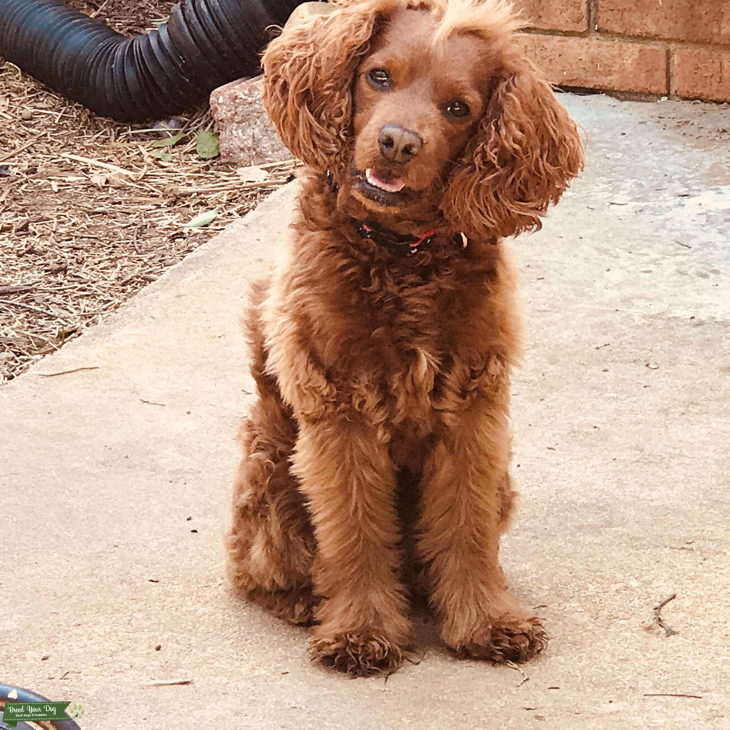 The most handsome Cockapoo EVER!! Looking to stud. Stud Dog