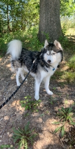 Gray and White Husky Stud Listing Image