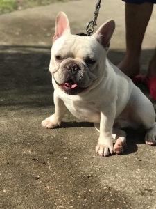 French Bulldog for stud Listing Image