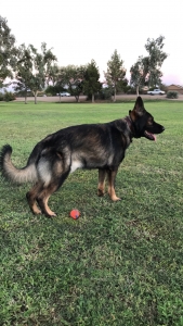 Stud Pure bred German Shepard looking to breed  Listing Image
