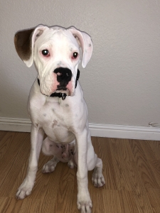 White Boxer Stud Apollo Listing Image