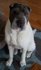 shar pei flowered coat