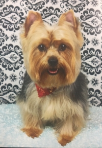 Black & Brown Yorkshire Terrier Stud Listing Image