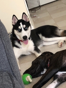 AKC Siberian Husky Stud Blue Eyes Listing Image