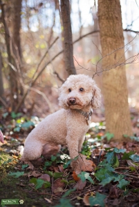 Proven AKC/CKC Apricot Miniature Poodle Stud  Listing Image