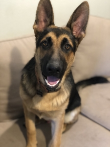 AKC GSD STUD Listing Image