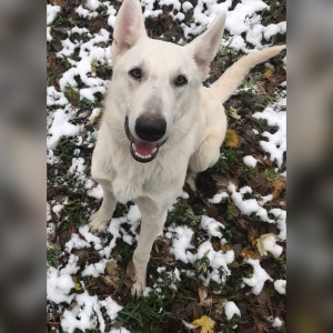 White German Sheppard Listing Image