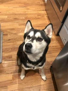 3 year old husky in heat  Listing Image