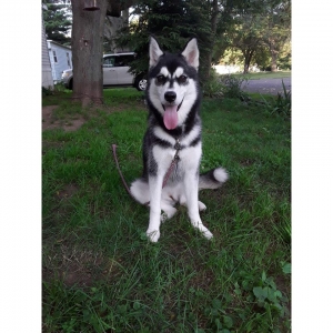 AKC Female Husky Listing Image