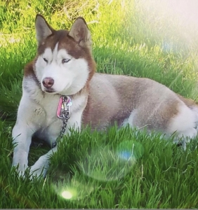 Beautiful br own and white husky Listing Image