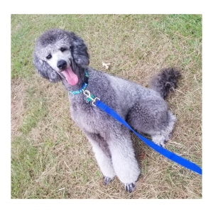 AKC Silver Standard Poodle Listing Image