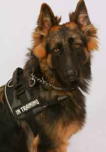 long haired german shepherd stud