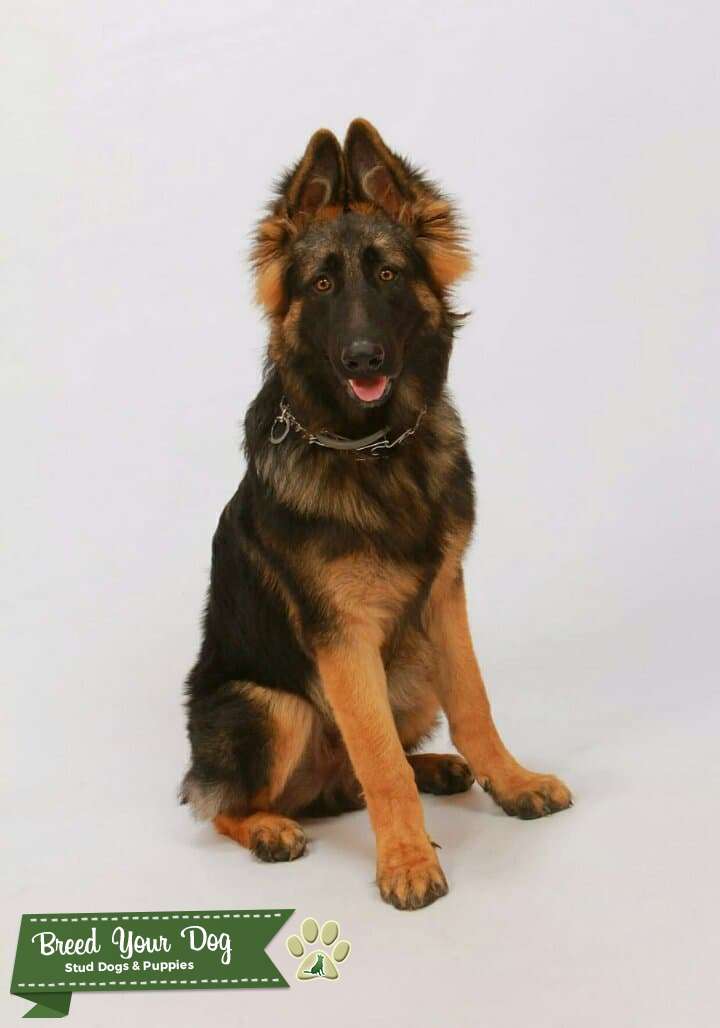 Long coat German shepherd stud Stud Dog in Virginia , the United