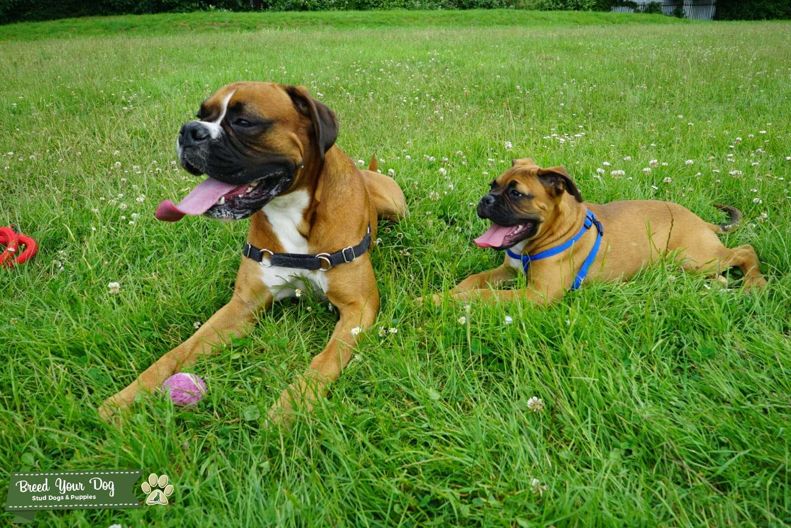 Boxer for Stud Stud Dog in Bedfordshire, the United States Breed