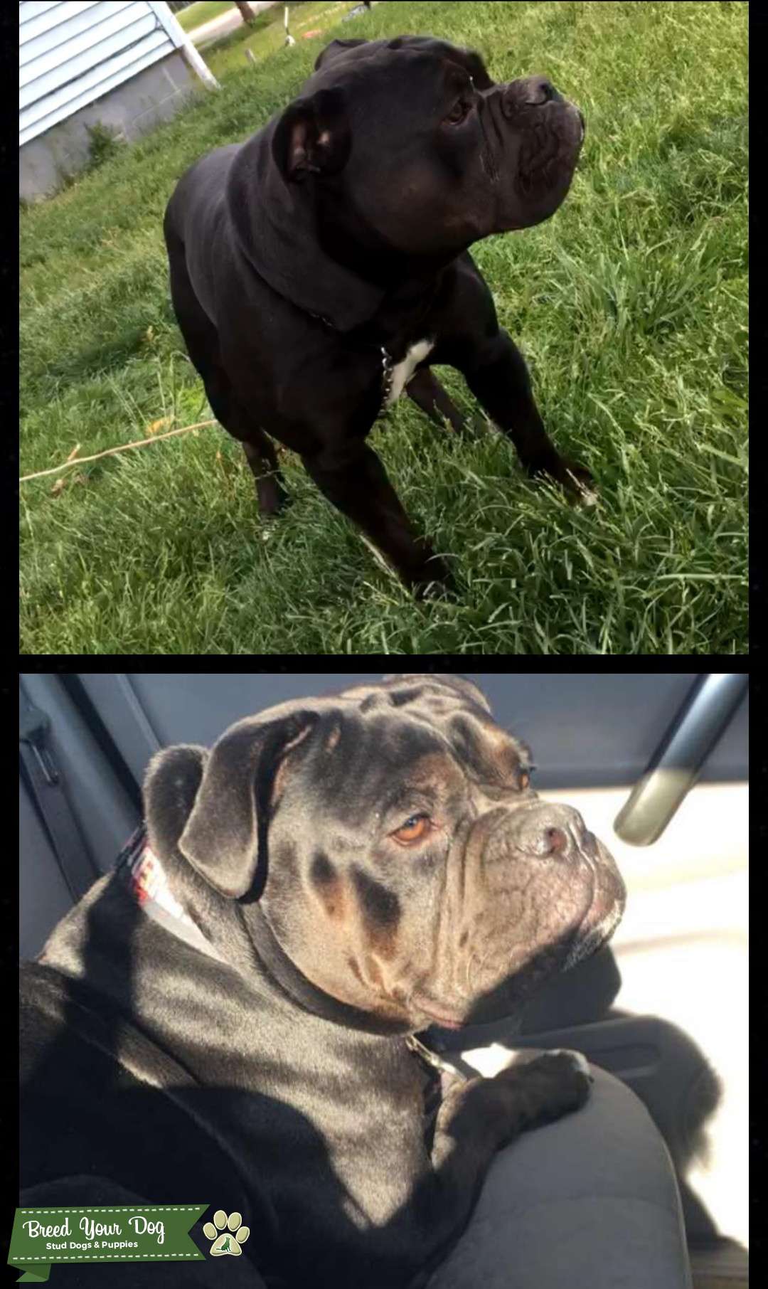 Ghost tri stud Stud Dog in Indiana, the United States Breed Your Dog