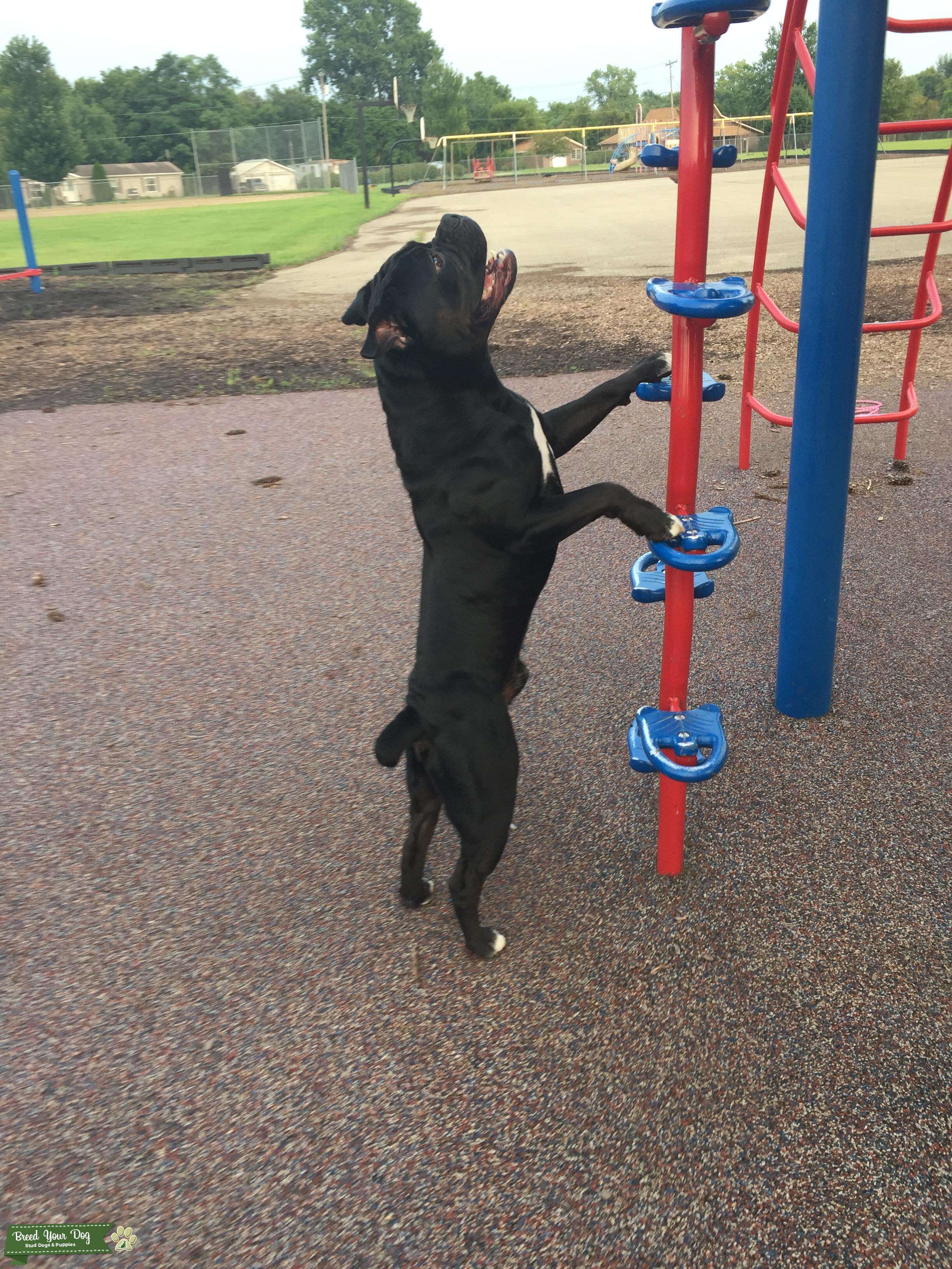 Ghost tri stud Stud Dog in Indiana, the United States Breed Your Dog