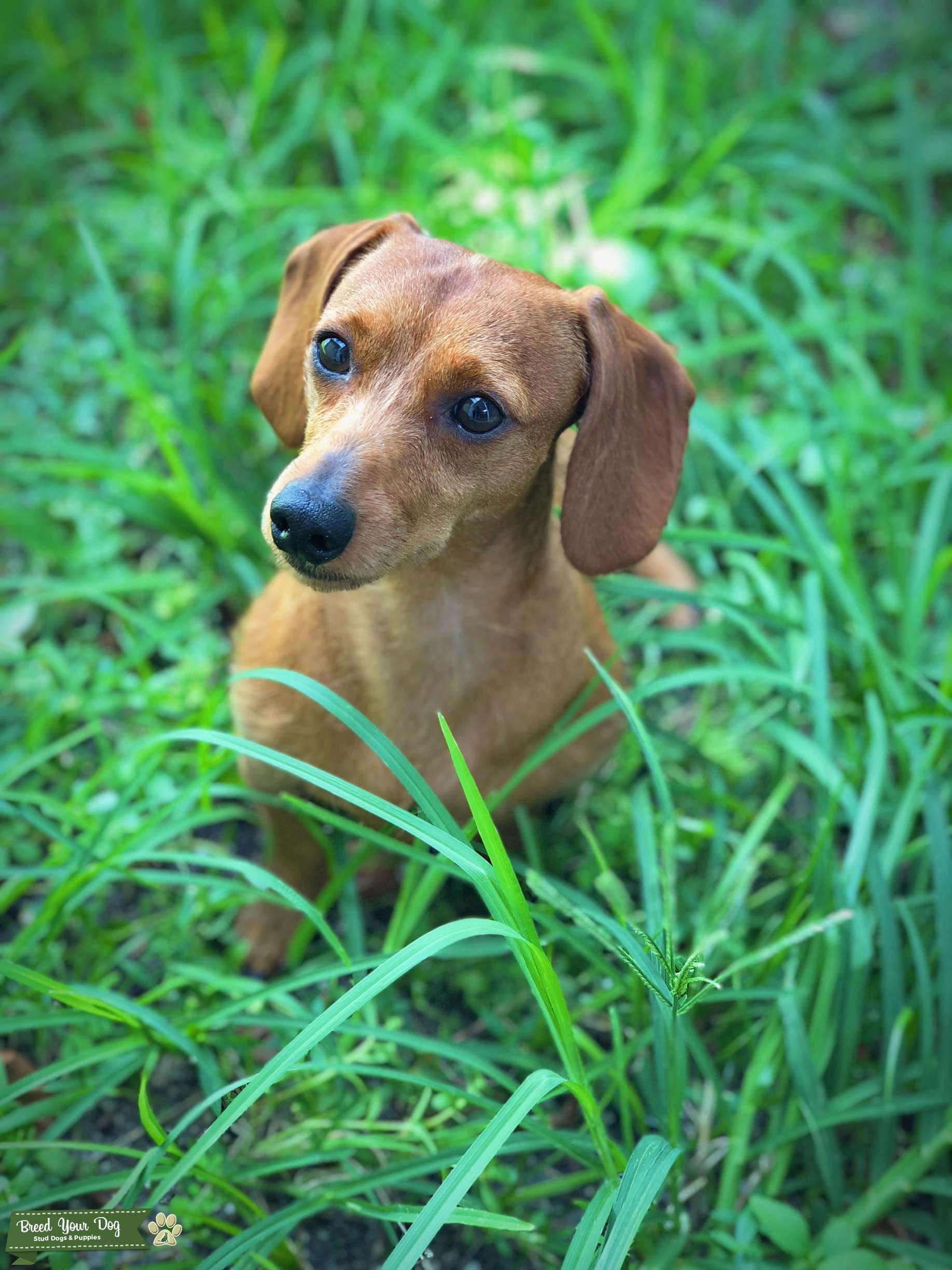 Excellent Tempered Dachshund Stud Stud Dog in Florida, United States
