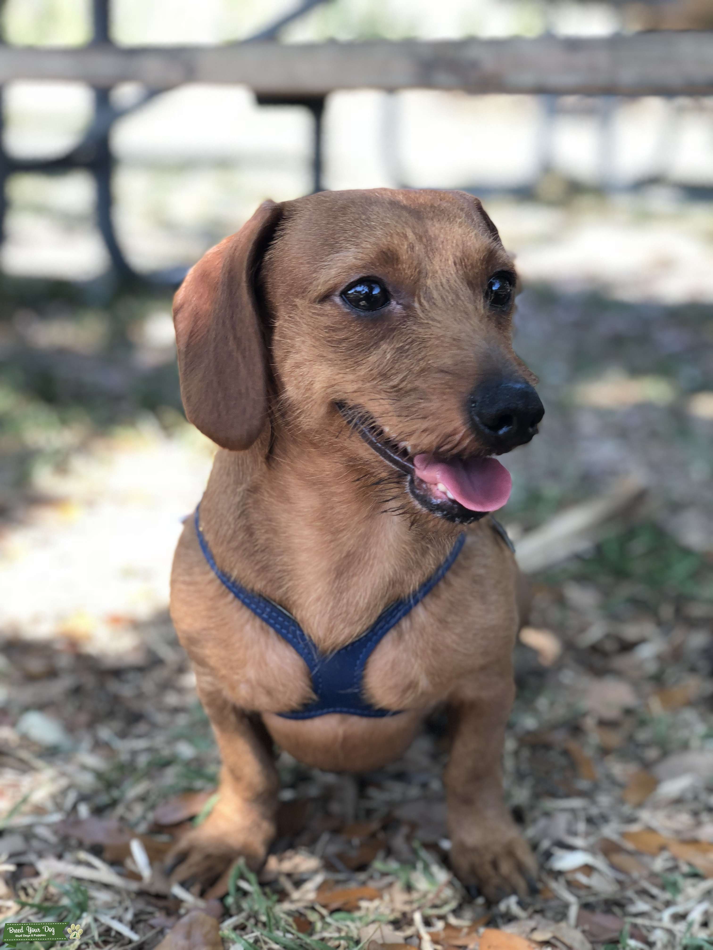 Excellent Tempered Dachshund Stud Stud Dog in Florida, United States