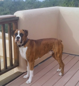 Boxer Stud Fawn Brindle Mix  Listing Image