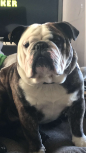 AKC English Bulldog Stud Listing Image