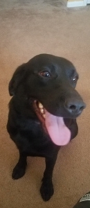 Black Labrador/ Narcotic Dog Listing Image