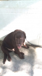 Male chocolate lab looking to breed Listing Image
