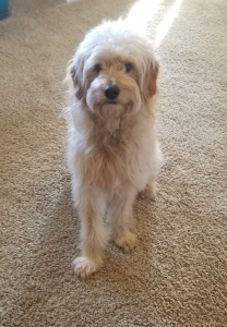 Mini Goldendoodle Stud Listing Image