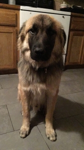 Full Blooded Anatolian Shepard  Listing Image