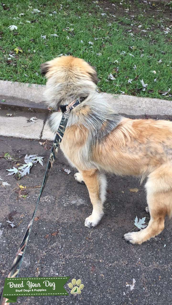 Full Blooded Anatolian Shepard Stud Dog Arkansas Breed Your Dog