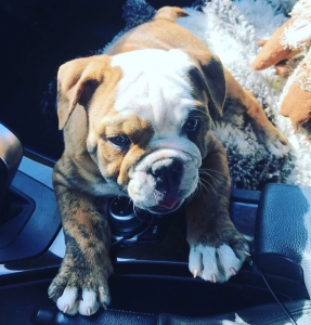 English Bulldog Stud Listing Image