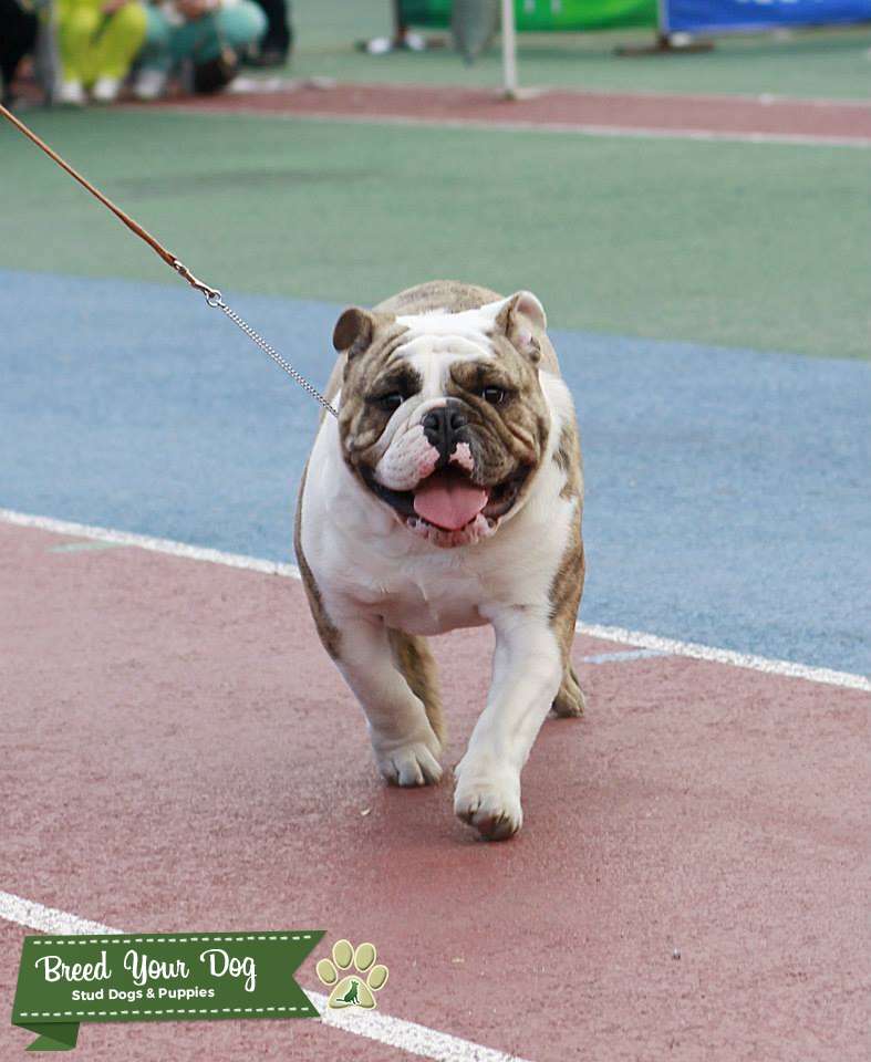 Stud Dog English Bulldog's STUD for sale 5 yrs Previous