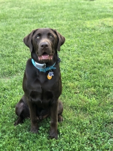 Chocolate male Labrador retriever  Listing Image