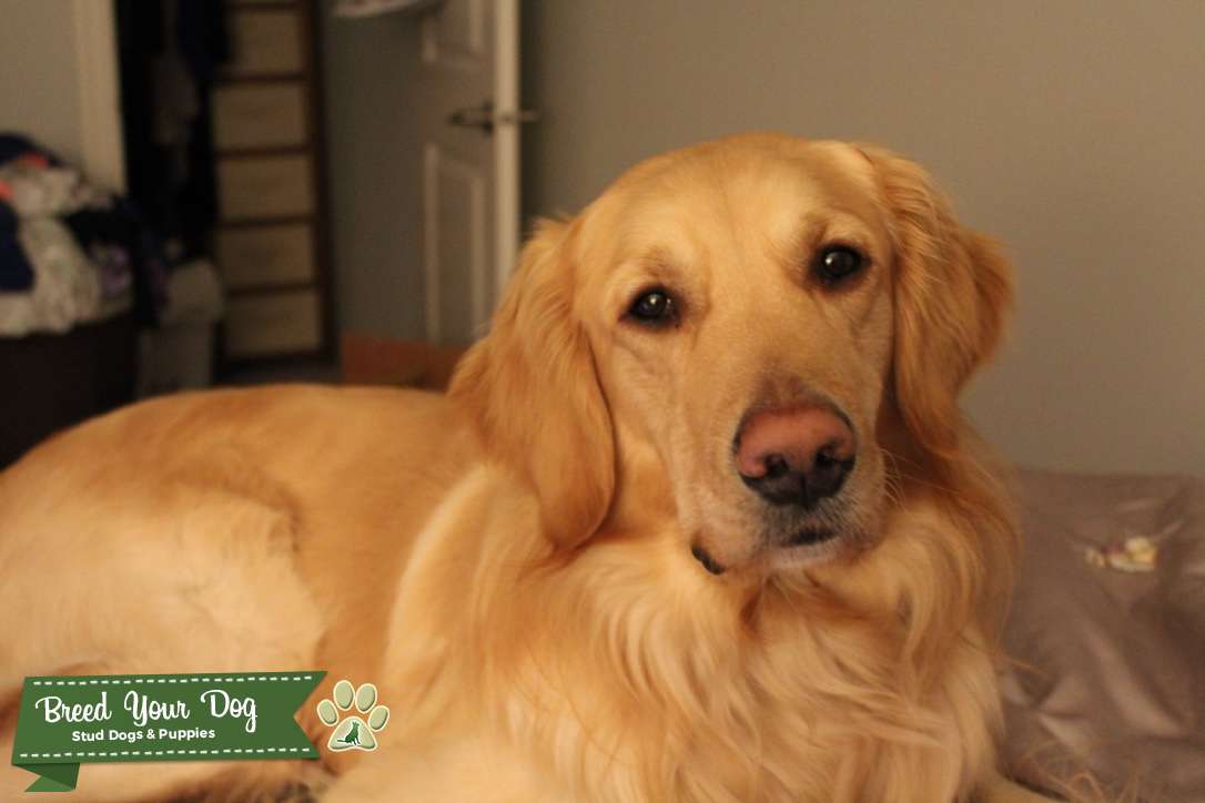 AKC Golden Retriever - Stud Dog in Missouri, the United States | Breed