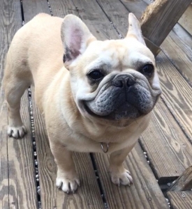 Full Cream French Bull Dog Listing Image