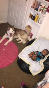 Looking for a female Siberian husky to mate with  Listing Image