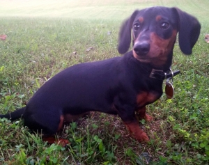 Black and tan mini dachshund  Listing Image