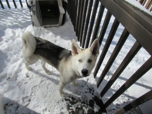 Husky/Germans Shepherd Mix  Listing Image