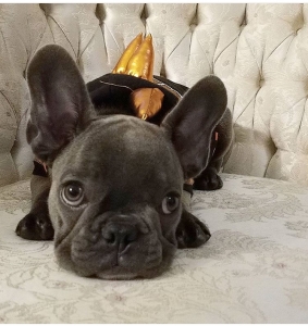 Blue French bulldog  Listing Image