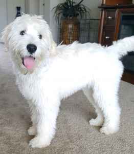 f2 labradoodle for sale