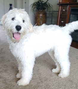 Labradoodle F2 White Listing Image