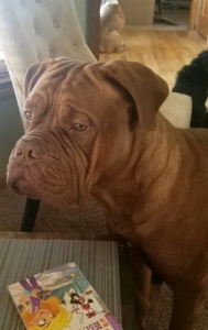 Dogue de Bordeaux for stud Listing Image