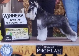  AKC Champion Miniature Schnauzer breeding Listing Image