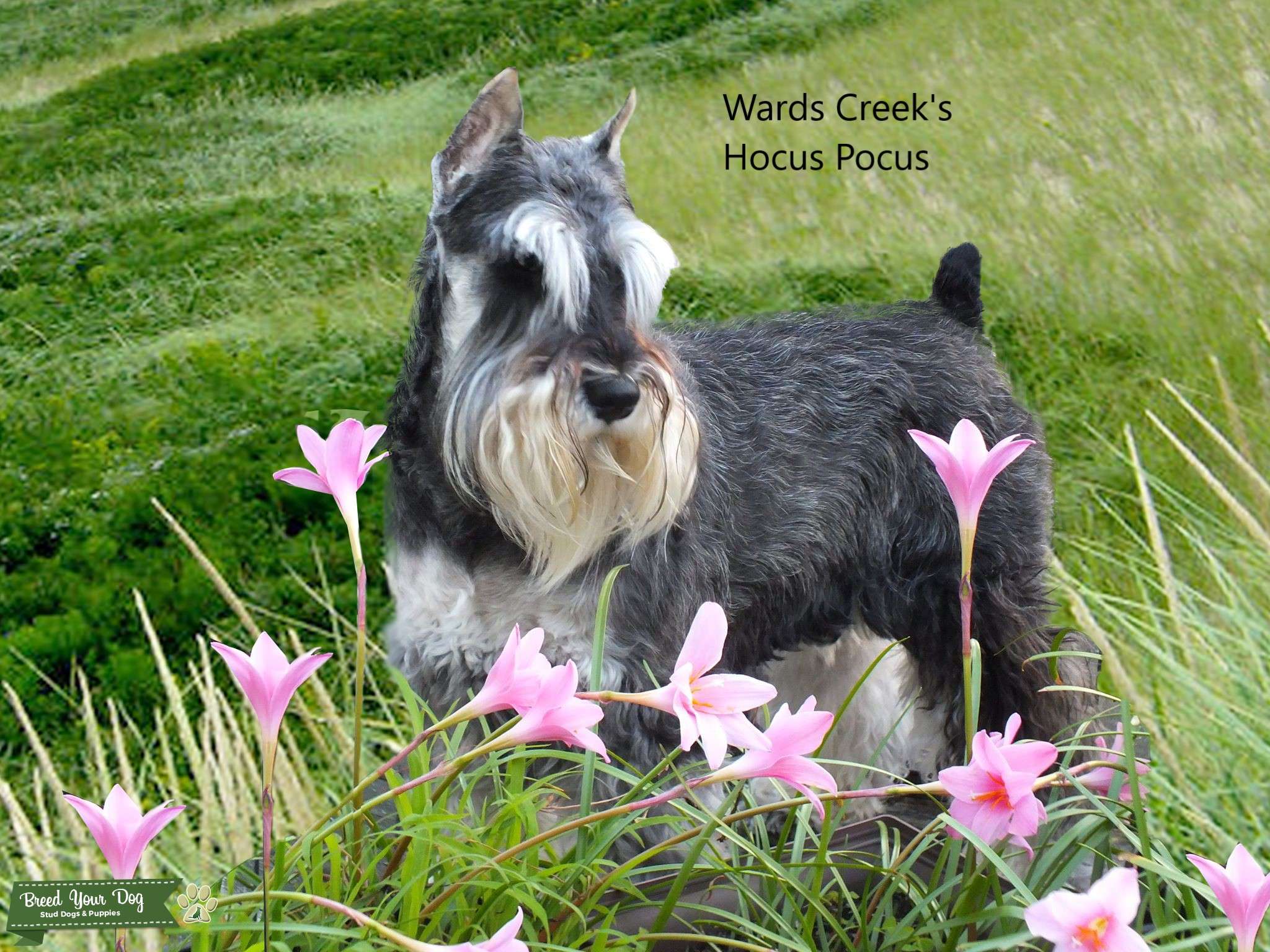AKC Champion Miniature Schnauzer breeding Stud Dog in Pennsylvania