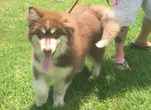 Akc mal ready to stud Listing Image