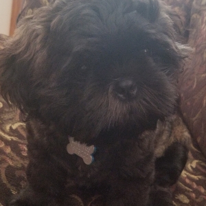 Shih tzu stud Listing Image