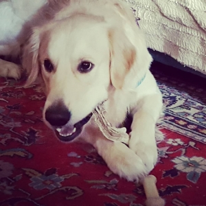 Golden retriever stud Listing Image