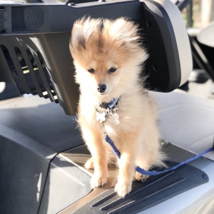 Golden Pomeranian  Listing Image