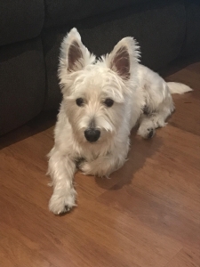 Pure Breed Stud looking for Female Listing Image