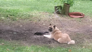 American Akita needing a Stud for breeding purposes. Listing Image
