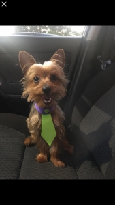 Beautiful small male yorkie Listing Image